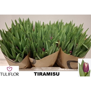 Tulipa si tiramisu