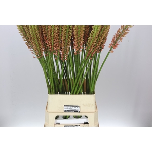 Eremurus Cleopatra