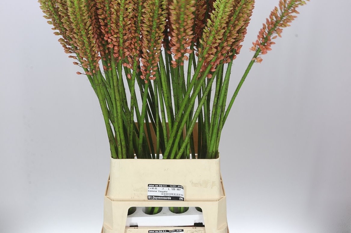 <h4>Eremurus Cleopatra</h4>