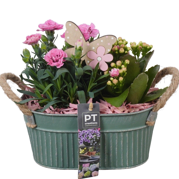 <h4>Arr.   Perkplanten L%</h4>
