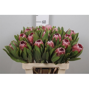 Protea Pink Ice