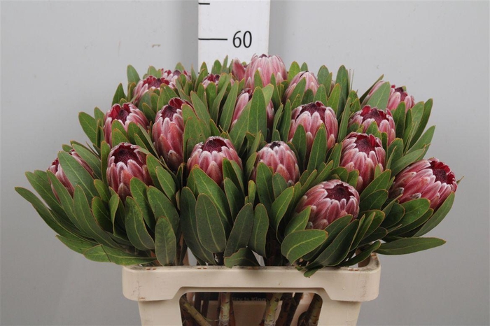 <h4>Protea Pink Ice</h4>