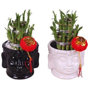 Lucky Bamboo Round 2Small in ø11cm Buddha head pot Black/White