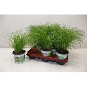 arr8 Cyper Alt Zumula