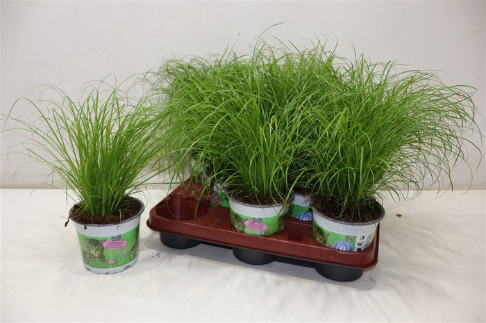 <h4>arr8 Cyper Alt Zumula</h4>