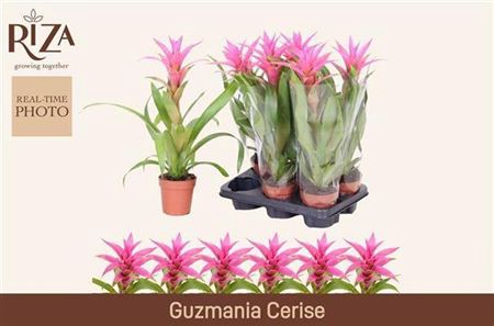 <h4>Guzm Suerte Cerise</h4>