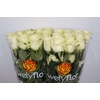 R GR MONDIAL Welyflor