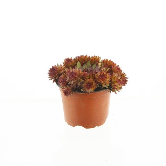 <h4>sempervivum Othello special</h4>