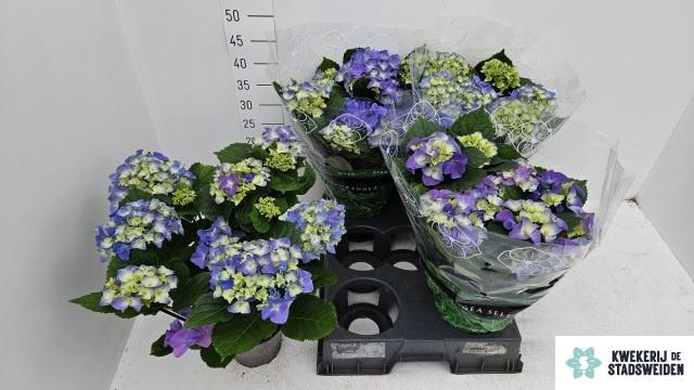 <h4>HYDR M EARLY BLUE</h4>