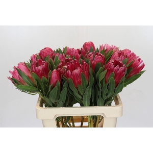 Protea Brenda