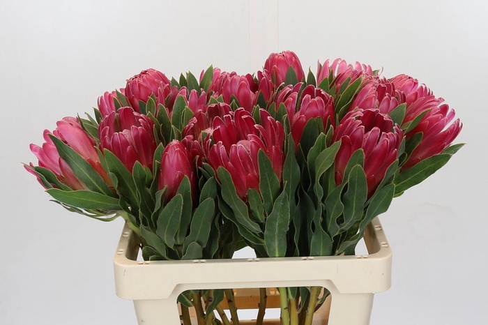 <h4>Protea Brenda</h4>