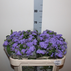 AGER H BLUE HORIZON