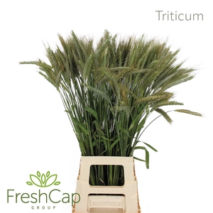 Triticum