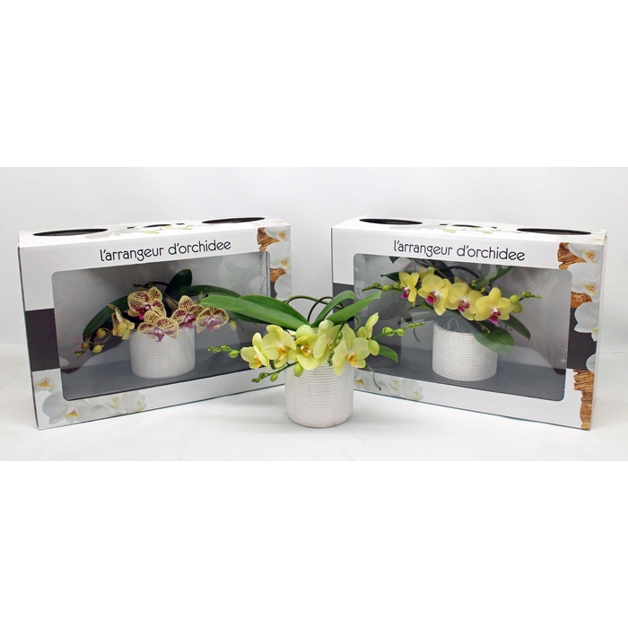 <h4>L'arrangeur D'orchidee GEEL (GROEN)</h4>