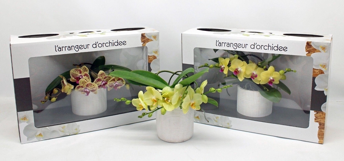 L'arrangeur D'orchidee GEEL (GROEN)