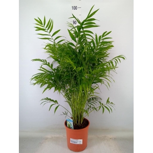 Chamaedorea elegans