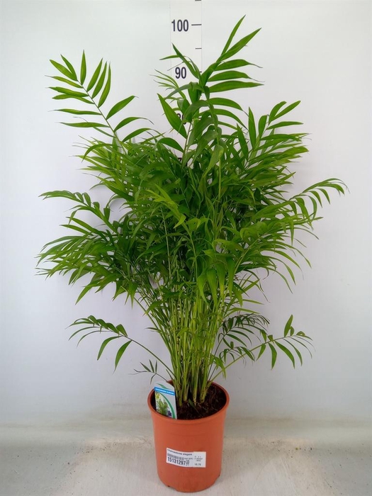 <h4>Chamaedorea elegans</h4>