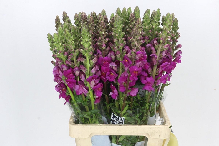 <h4>Antirrhinum Potomac Purple</h4>