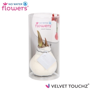 No Water Flowers Velvet Touchz® White in koker