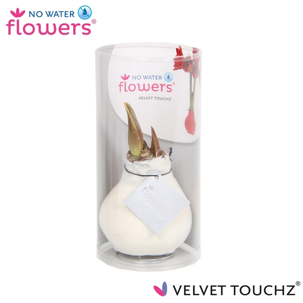 <h4>No Water Flowers Velvet Touchz® White in koker</h4>