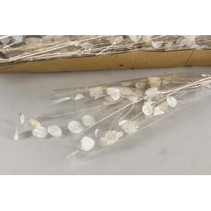 Dried lunaria selected