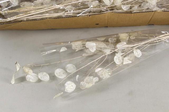 <h4>Dried lunaria selected</h4>