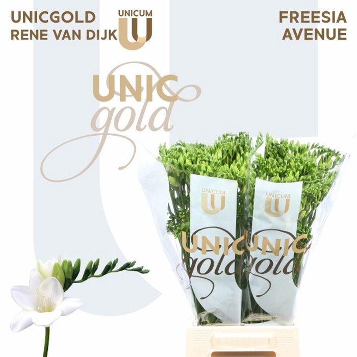 <h4>Freesia enk Avenue</h4>