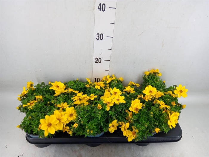 <h4>Bidens   ...</h4>