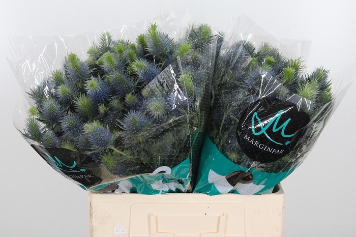 <h4>Eryn Supernova</h4>