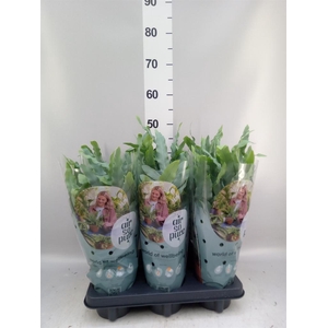 Phlebodium aureum 'Blue Star'
