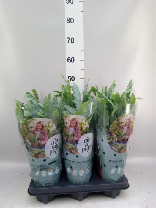 <h4>Phlebodium aureum 'Blue Star'</h4>