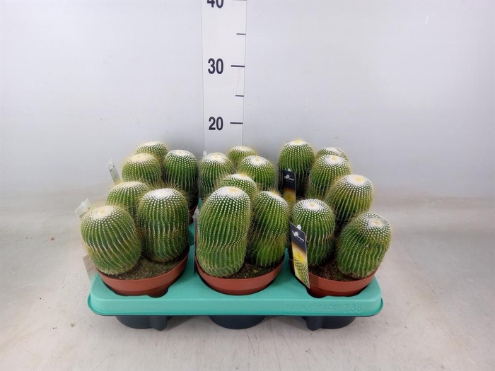 <h4>Cactus ...</h4>
