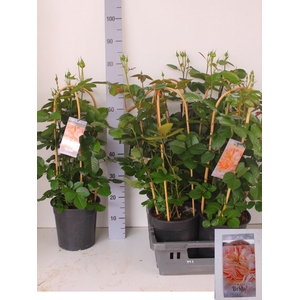 ROSA FL BRIDA SELECT