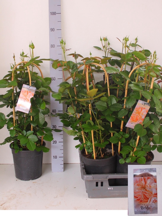 <h4>ROSA FL BRIDA SELECT</h4>