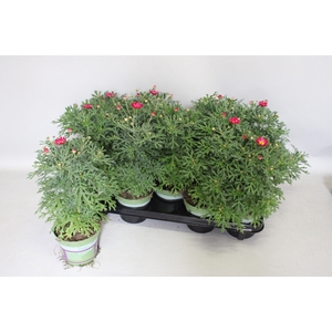 Argyranthemum Molimba M Deep Pink