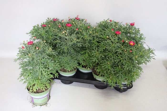 <h4>Argyranthemum Molimba M Deep Pink</h4>