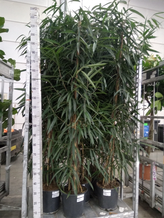 <h4>Ficus binn. 'Alii'</h4>