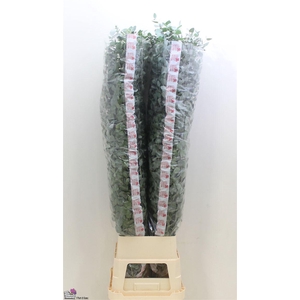 Euca Cinerea Super P Stem 160 Cm