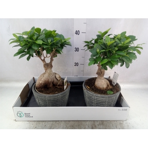 Ficus microcarpa 'Ginseng'