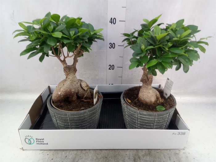 <h4>Ficus microcarpa 'Ginseng'</h4>