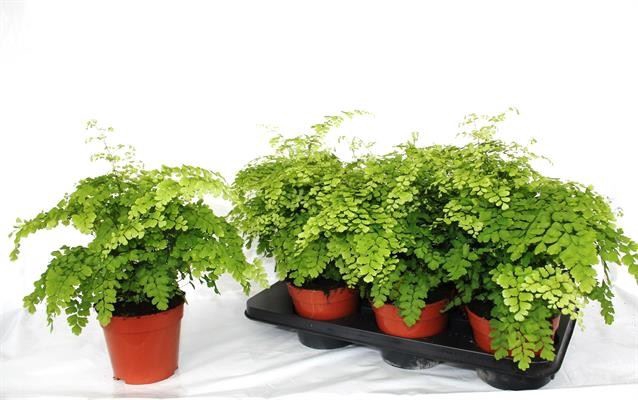 <h4>Adiantum Fragrans</h4>