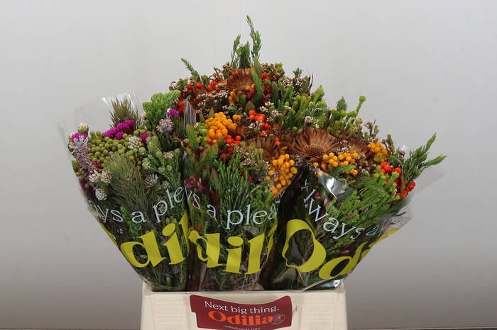 <h4>BQ Rosette Carroussel Fall</h4>