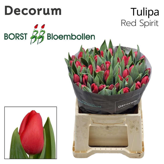 <h4>Tulipa Red Spirit</h4>