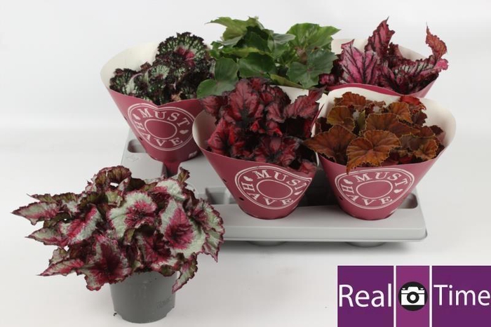 <h4>BEG BEL GEM</h4>