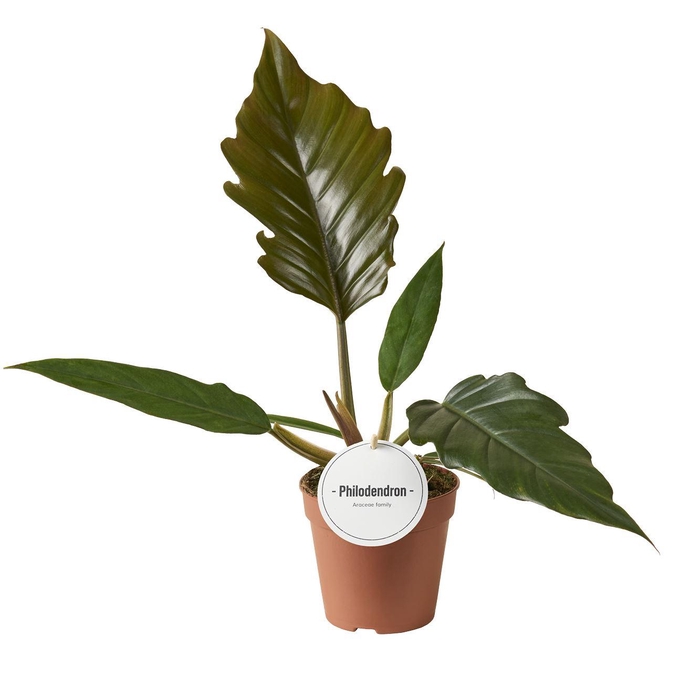 <h4>Philodendron bipinnatifidum</h4>