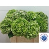 Hydrangea verena classic