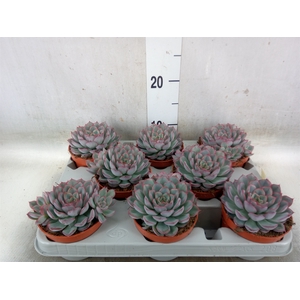 Echeveria  'Hercules'