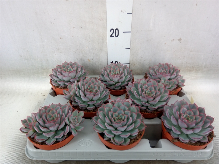 <h4>Echeveria  'Hercules'</h4>