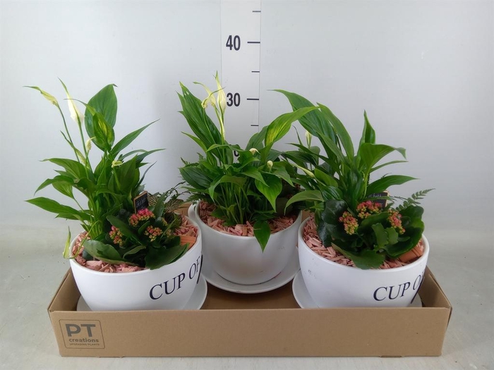 <h4>Arr.    Planten  H%</h4>