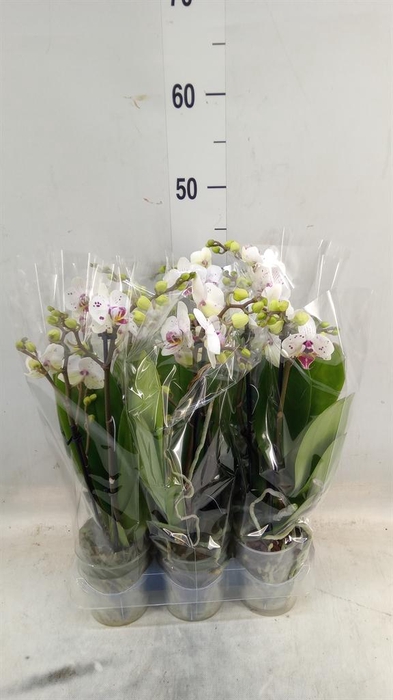 <h4>Phalaenopsis multi.   ...</h4>